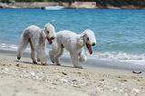 BEDLINGTON TERRIER 045